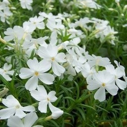 [2018H2 FL 20861] Phlox subulata Fabulous White ; P9