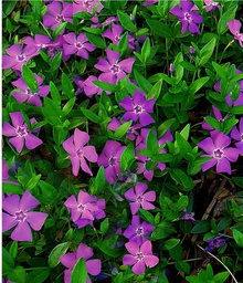 Vinca minor Atropurpurea ; P9