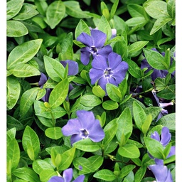 Vinca minor Blue ; P9