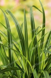 Carex morrowii Irish Green; C2