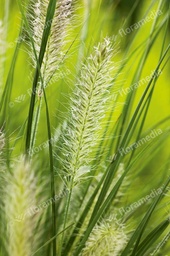 Pennisetum alop. Hameln; C2