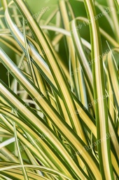 Carex oshimensis Evergold; C2