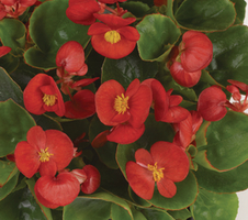 Begonia semperflorens Juwel F1 Scarlet