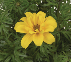 Bidens ferulifolia Sixbi Gold