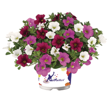 Calibrachoa x hybrida Cabaret™ MixMasters® Pink Paradise