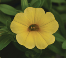 Calibrachoa parviflora Cabaret® Pure Yellow
