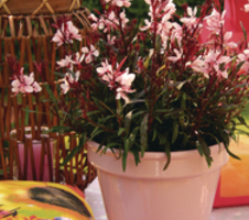 Gaura lindheimeri Gaudi® Pink