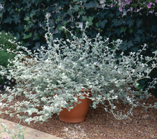 Helichrysum petiolare Silver