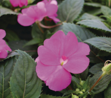 Impatiens x hybrida SunPatiens® Compact Hot Lilac