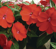 Impatiens x hybrida SunPatiens® Compact Red