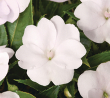 Impatiens x hybrida SunPatiens® Compact White