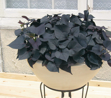 Ipomoea batatas Iposun Black Tone