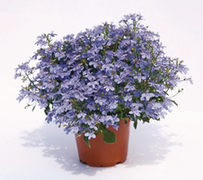 Lobelia erinus Hot® Waterblue Impr. (Licht blauw)