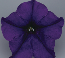 Petunia grandiflora Surfinia® Blue