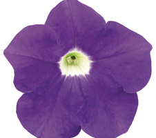 Petunia x hybrida Surfinia® Blue Ocean