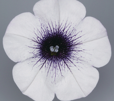 Petunia x hybrida Surfinia® Blue Vein, White with Blue Veins