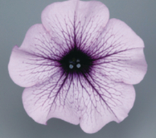 Petunia grandiflora Surfinia® Compact Purple Vein