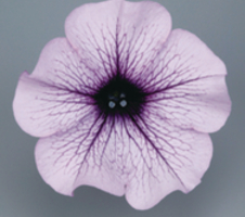 Petunia x hybrida Surfinia® Compact Purple Vein