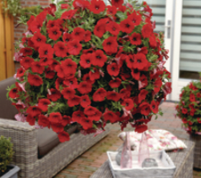 Petunia x hybrida Surfinia® Deep Red