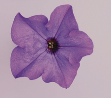 Petunia grandiflora Surfinia® Heavenly Blue