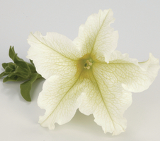 Petunia grandiflora Surfinia® Lime