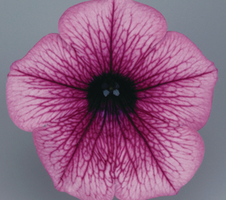 Petunia grandiflora Surfinia® Pink Vein