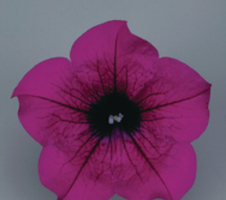 Petunia grandiflora Surfinia® Purple
