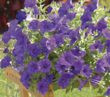 Petunia x hybrida Surfinia® Violet