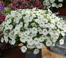 Petunia x hybrida Viva® Snowy White