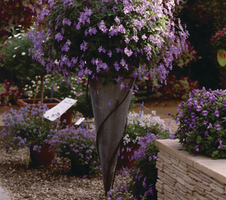 Streptocarpus saxorum Blue Fountain