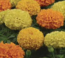 Tagetes erecta Taishan™ Mix