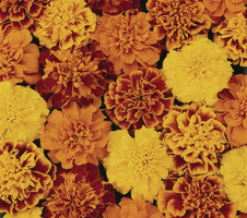 Tagetes patula nana Bonanza Mix