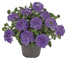 Verbena x hybrida EnduraScape™ Blue