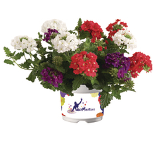 Verbena x hybrida Venturi® MixMasters® Grand Prix