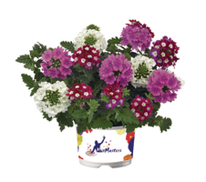 Verbena x hybrida Venturi® MixMasters® Pit Stop