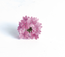 Verbena peruviana Venturi® Pink