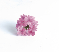 Verbena x hybrida Venturi® Pink