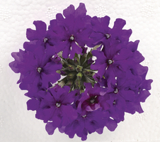 Verbena peruviana Venturi® Purple