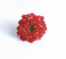 Verbena peruviana Venturi® Scarlet