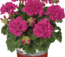 Pelargonium zon. Katharina