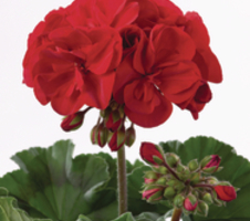Pelargonium zon. Castello Bernd