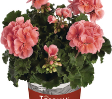 Pelargonium zon. Emma