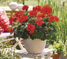 Pelargonium zon. Castello Ronja