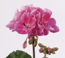 Pelargonium zon. Raiko