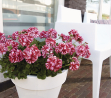 Pelargonium pelt. Medio Lollipop Nixe