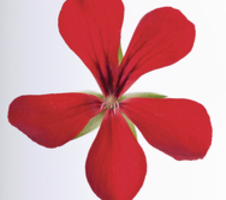 Pelargonium pelt. Villetta Red