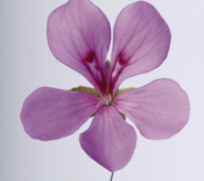 Pelargonium pelt. Villetta Lilac