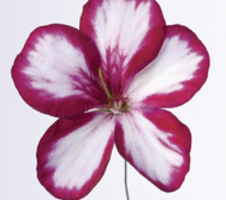 Pelargonium pelt. Villetta Burgundy-White