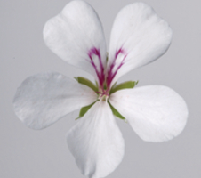 Pelargonium pelt. Villetta White