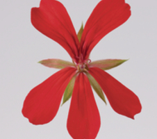 Pelargonium pelt. Decora Rood